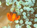 Anemone Fish MVFebrina PNG By Ximena Olds
