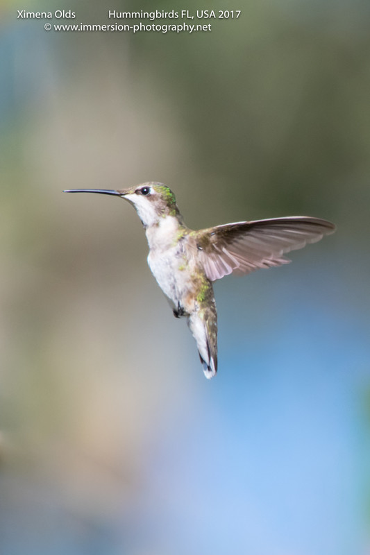 Hummingbirds Florida By Ximena Olds