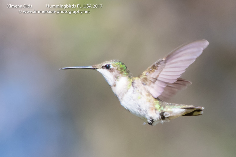 Hummingbirds Florida By Ximena Olds