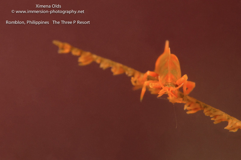  _DSC7166-Sharp-150 By Ximena Olds-TheThreeP-Romblon-Orange Dragon Shrimp