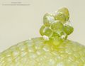  _DSC6698 By Ximena Olds-TheThreeP-Romblon-Bubble Nudi - 2