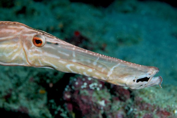 Trumpetfish Face