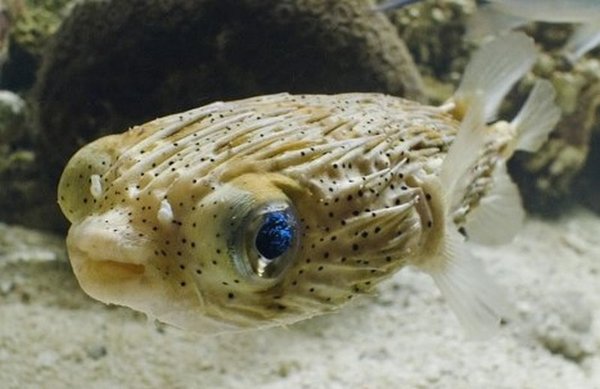 mini-Porcupine Fish