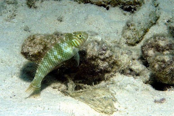 mini-Razorfish Green