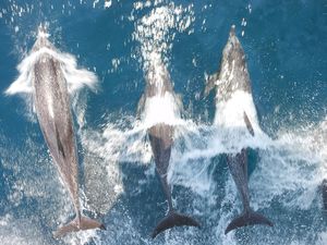 dolphins riding the wake
