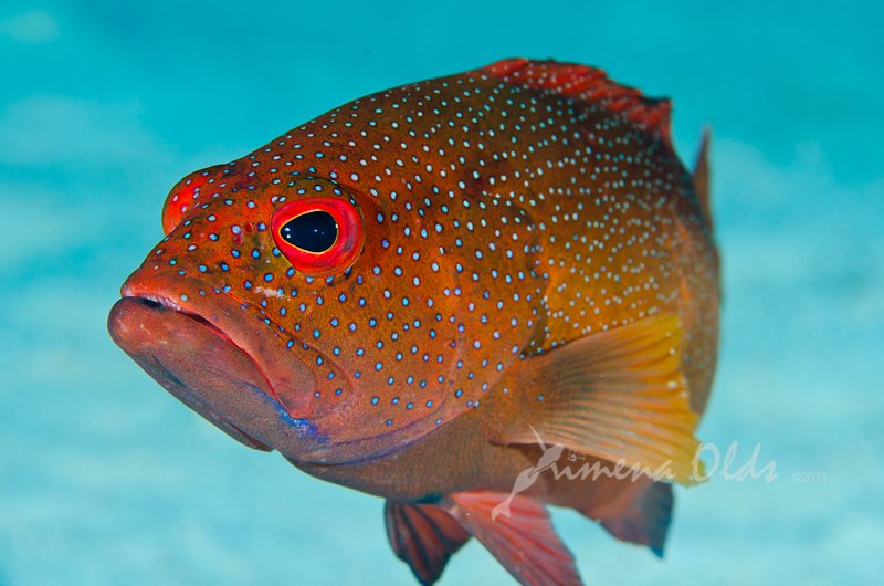 Strawberry Grouper