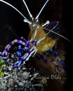 Cleaner Shrimp with eggs