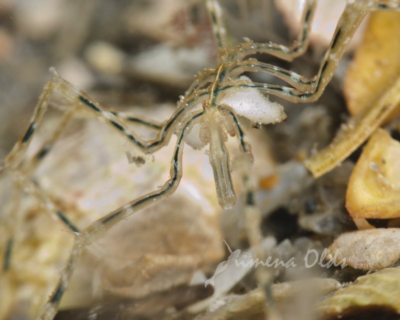 Pregnant sea spider