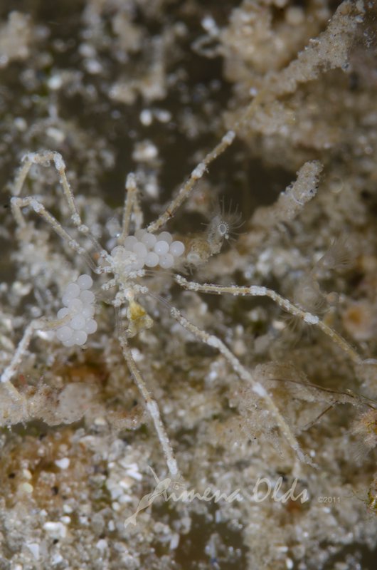 Sea spider with eggs