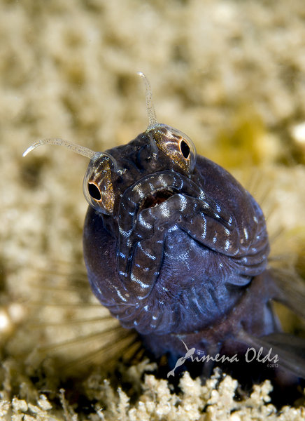 Sailfin blenny just about to swallow a big brittle star. Shot I missed! 