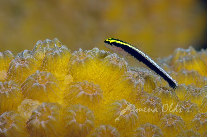 Yellow stripped goby