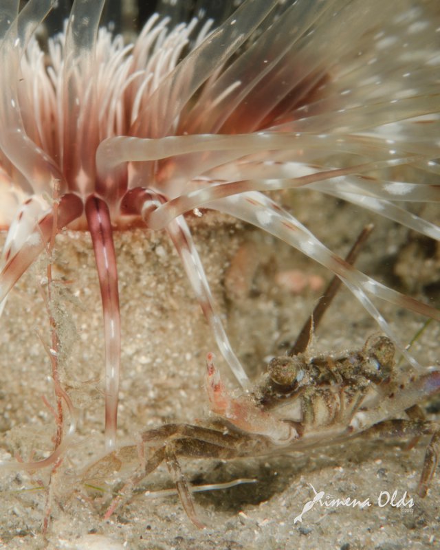 Crabby hiding under anemone