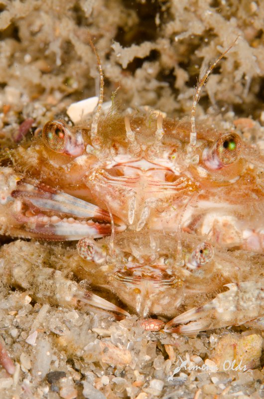 Mating crabs