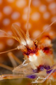 Banded cleaner shrimp