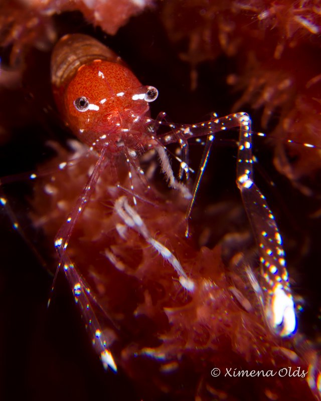 White footed shrimp ID by E. Turner