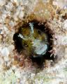 Spiny Head Blennies ID By E. Turner