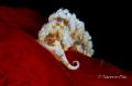 Austreolis Catina ID by E. Turner