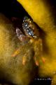 Thorny Mud Crab ID by E. Turner