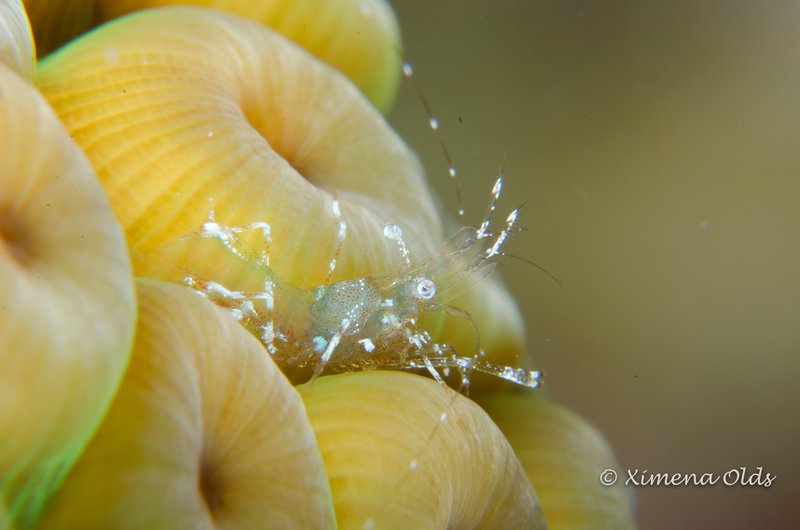 Shrimp on coral