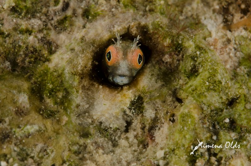 Blenny in green coral