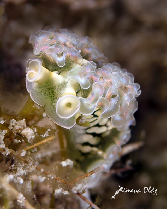 lettuce Sea slug