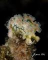 Lettuce Sea slug