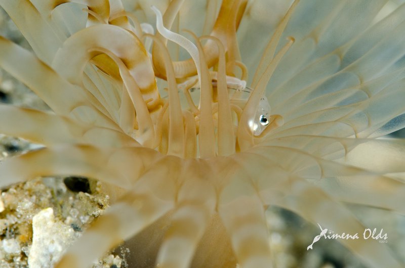 Anemone eating a fish
