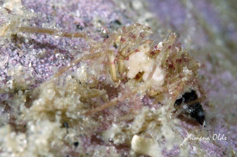 Sea spider with big eggs.