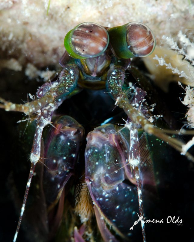 Sparkly Mantis Shrimp