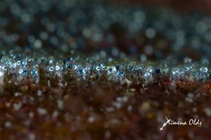 Developed Damselfish eggs