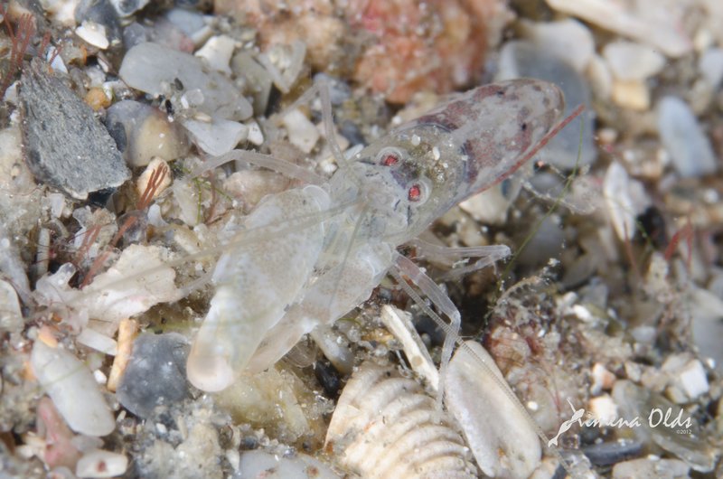 Clear Snapping Shrimp