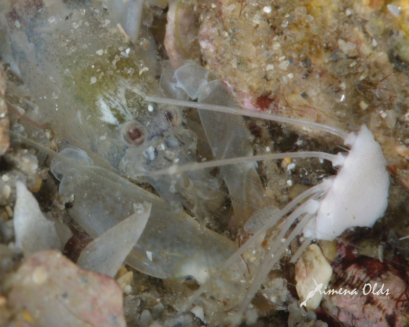 Snapping Shrimp hunting a clam
