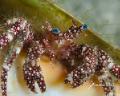 Star eye hermit crab