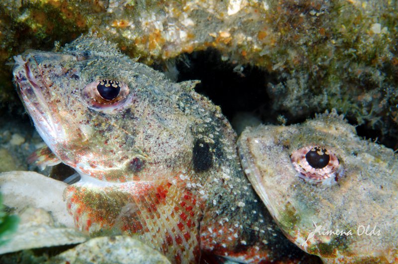 Scorpion fish pair