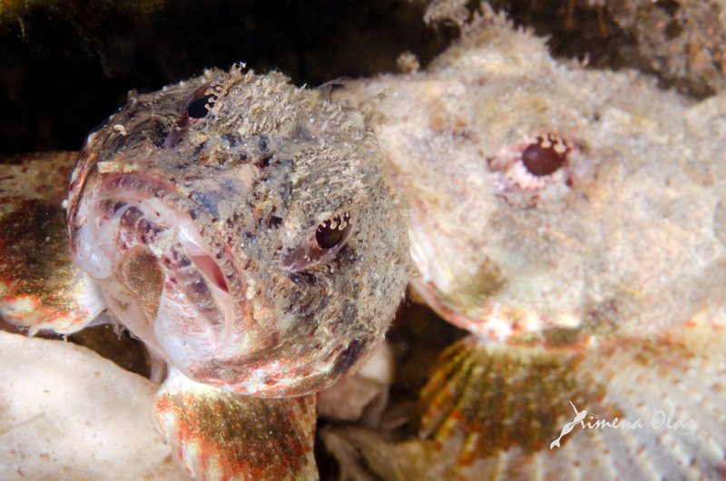 Scorpion fish pair. 