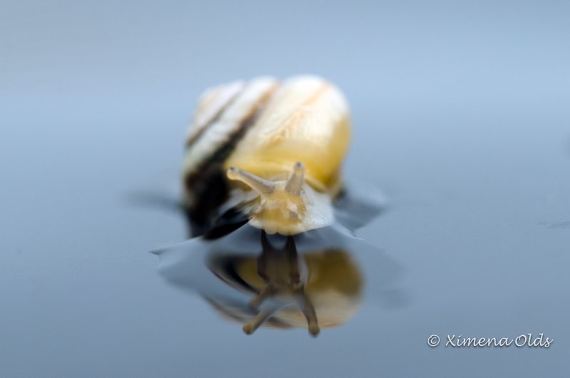 Snail and a drop of water