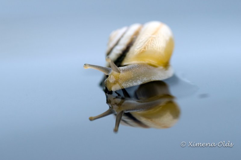 Snail reflection