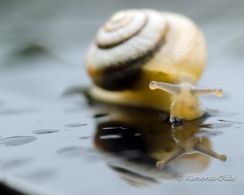 Snail and drops of rain
