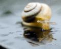 Snail and drops of rain