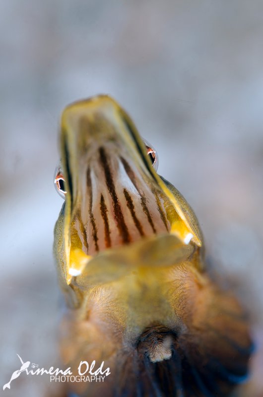 Pike Blenny playing with my port