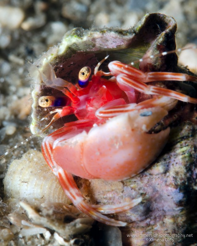 Pretty Hermit Crab