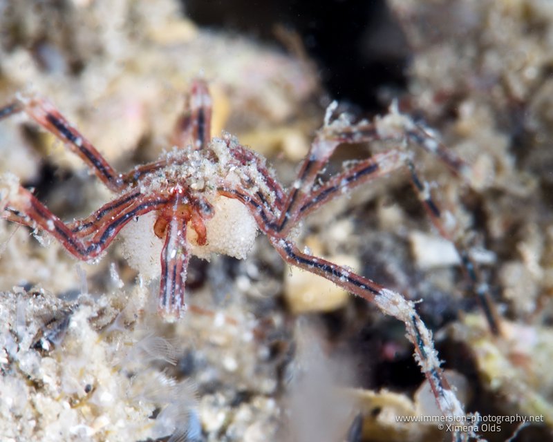 Sea Spider with eggs