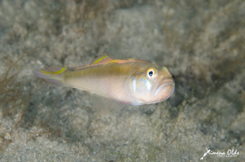 Hovering goby