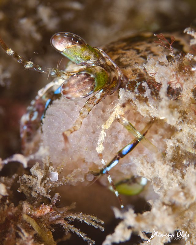 Mantis shrimp with egg.