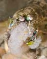 Mantis shrimp with eggs POL