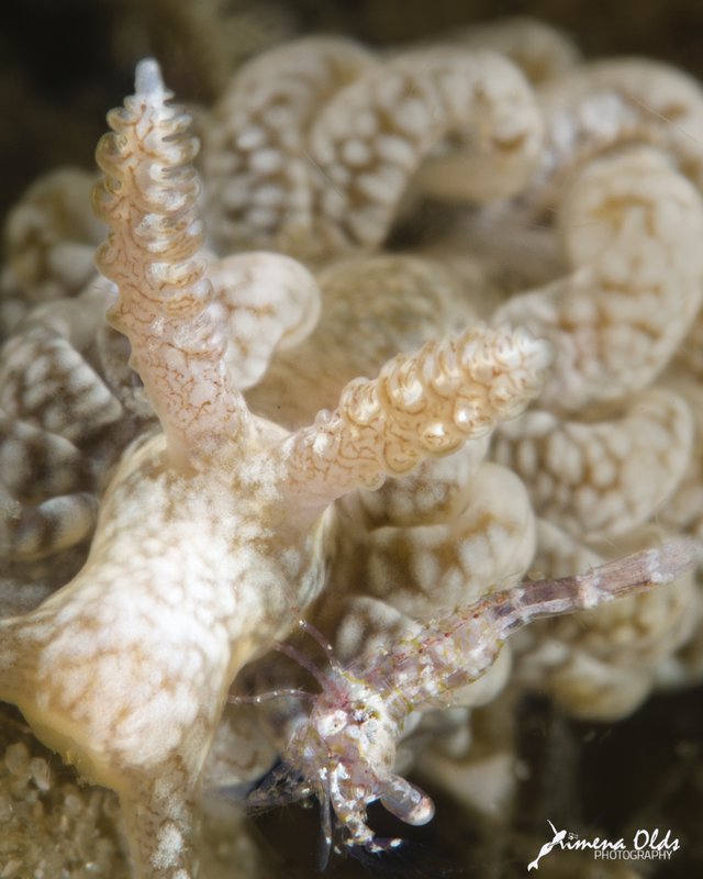 Nudibranch-close up