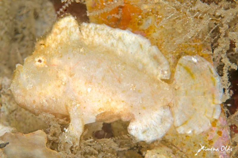Dworf Frogfish