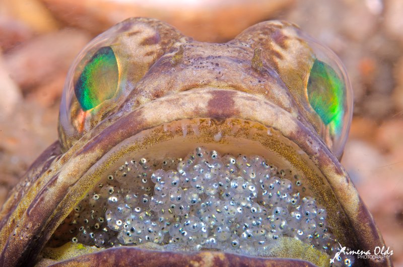 Banded Jawfish with eggs