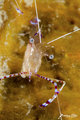 Cleaner shrimp with eggs.