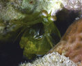 20121211 Mantis shrimp #2
